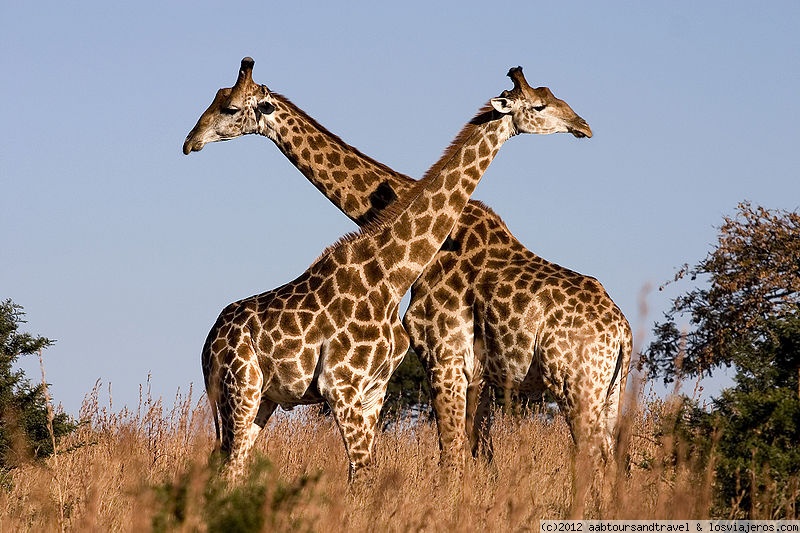 Foro de Parques: Giraffes