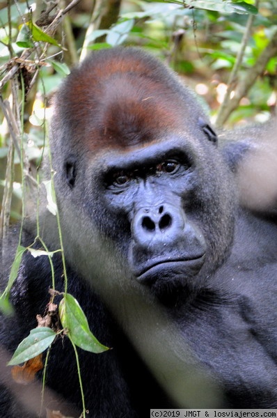 Gorila
Gorila de llanura en la selva de la Rep. Centroafricana
