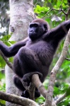 Gorila hembra
Gorila CentroAfrica Primates