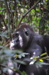 Gorila
Gorila CentroAfrica Primates