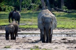 Elefantes
Elefantes, Sangha, Bai