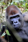 Gorila
Gorila, Centroafrica