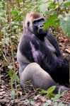 Gorila
Gorila, Centroafrica