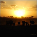 Kenya. Mi viaje y fotos. Trip and photos,