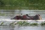 Hipo
Hipo, Hipopótamo, Naivasha