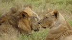 Pareja de leones
Pareja, Amboseli, leones