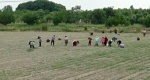 Los uzbecos trabajan en los campos de cultivo.