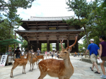 Etapa 10: geishas, toriis, templos; KYOTO en su maximo esplendor!