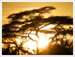 Domingo: Reserva Natural de Samburu