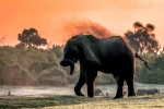 Botswana y Cataratas Victoria: la esencia de África y maravilla natural