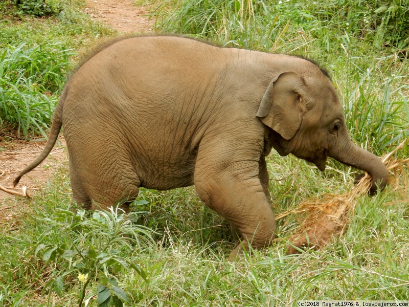 Foro de Compañeros De Viaje: Baang, el elefantito feliz de Elephant Freedom