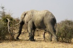 Elefante de cinco patas
