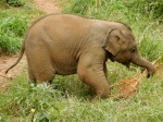 Baang, el elefantito feliz de Elephant Freedom