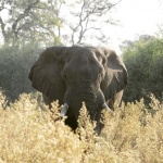 Safari en Makgadikgadi Pans National Park: este año se llevan las rayas