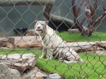 Tigre blanco
Tigre, blanco