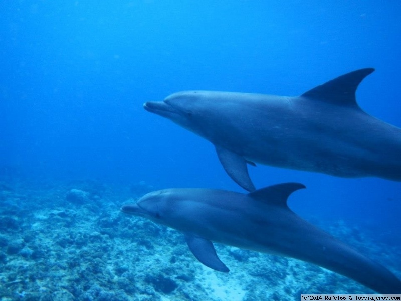 Foro de Zanzibar: Delfines en Zanzibar
