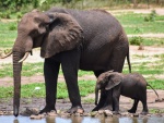 Mamá y cría de Elefante en Kasane, Botswana