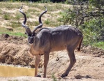 Kudu en Addo