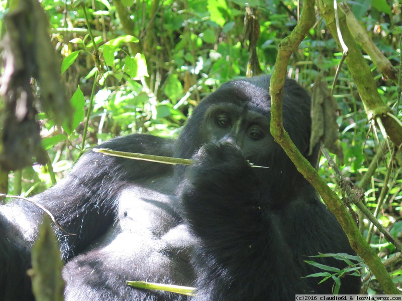Travel to  Uganda - Gorila grupo Kyagurilo en Bwindi National Park