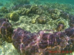 coral morado