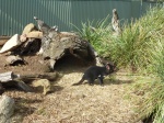 demonio de tasmanina en el santuario de bonorong
