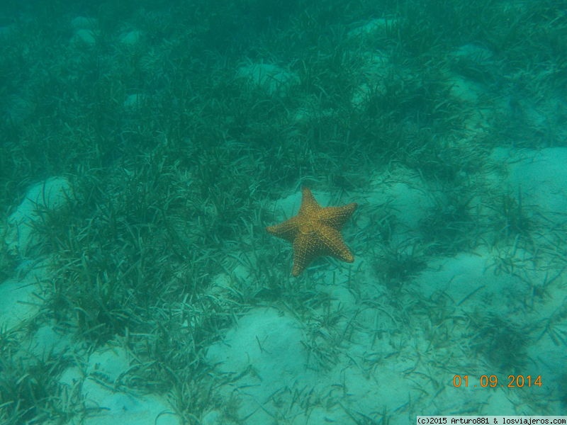 Foro de Vivir: Roatán: Arrecife Coralino
