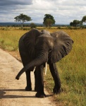 Mikumi National Park, Tanzania.
africa tanzania safari elefantes mikumi