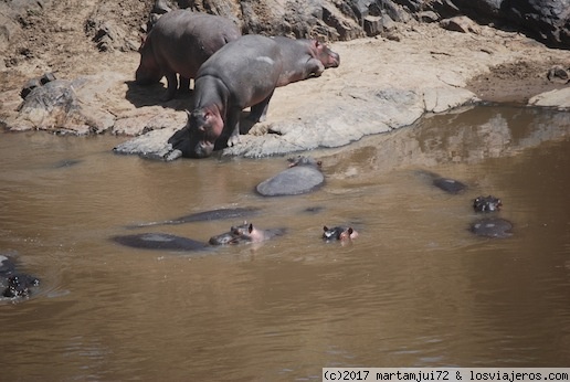 Hipopótamos
Hipopótamos en el río Mara.
