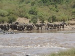 Elefantes
Elefantes, bebiendo