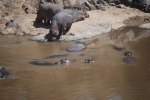 Hipopótamos
Hipopótamos, Mara, río