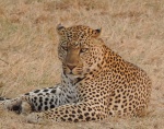 Primera tarde de safari y porqué repito en Enkewa.