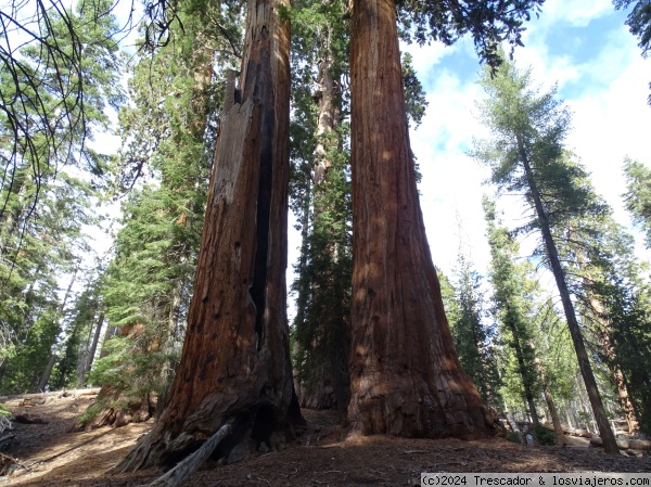 Sequoias en Kings Canyon National Park
Sequoias en Kings Canyon National Park
