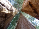 Trío de Sequoias en Kings Canyon National Park
