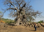 Baobab sagrado de Iwol
