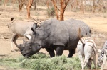 Rinoceronte del safari de Bandia