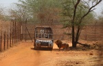 Jeep de la zona de los leones de Bandía