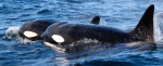 Orcas en Olafsvik