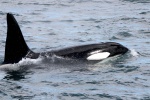 Orcas en Olafsvik
