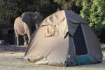 Elefante en Simba Campsite
Elefante, Simba, Campsite