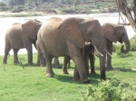 Safari Kenya y Zanzibar. Agosto 2007