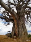 Sexto día de viaje - De Serengeti a Ngorongoro