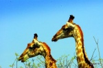Sudáfrica: Safari, Buceo y Trekking.