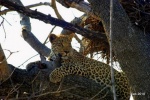 Parque Kruger... info y truquillos, para un safari en Sudafrica.