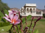Flor en el cenotafio Jaswant Thada