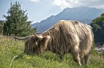 vaca Highland en Suiza