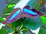 mariposa morpho en tortuguero