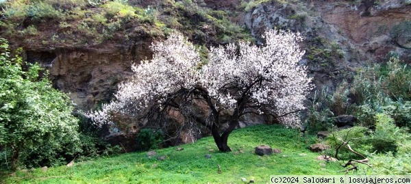 Ruta del almendro en flor en Valsequillo - Gran Canaria - Foro Islas Canarias