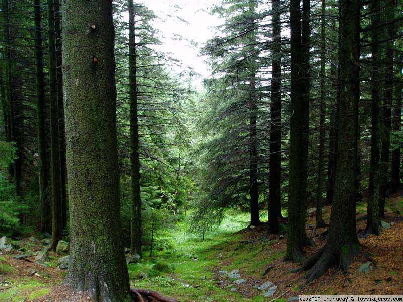 Viajar a  Noruega: Cualquier Destino - bosque en Bergen (Cualquier Destino)