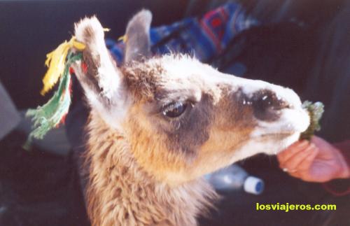 Llama is the animal more linked with the Andes - Peru
La llama es el animal mas vinculado a los Andes - Peru
