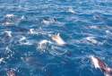 Grupo de delfines - Isla del Sur - Nueva Zelanda